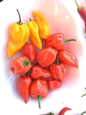 Chone Grown Peppers