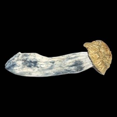 Penis Envy Magic Mushrooms (Penis Envy)