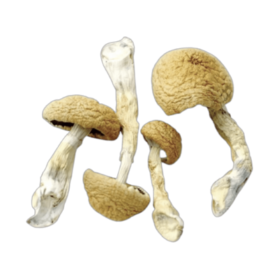 Hillbilly Magic Mushrooms (Hillbilly)