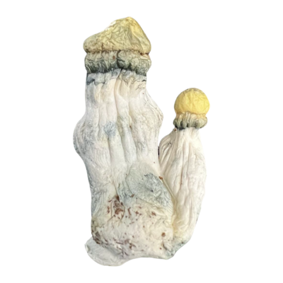 Paleidian Primate &quot;Exotic&quot; Magic Mushroom