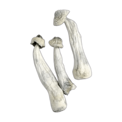 Thrasher Magic Mushrooms (Thrasher)