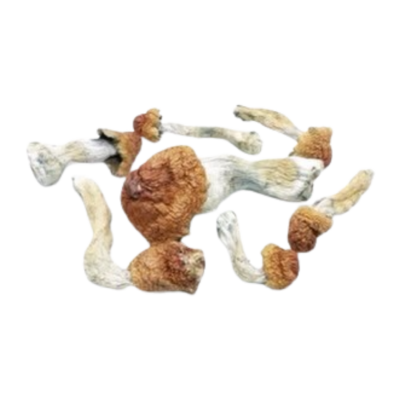 Makilla Gorilla Magic Mushrooms (Makilla Gorilla)