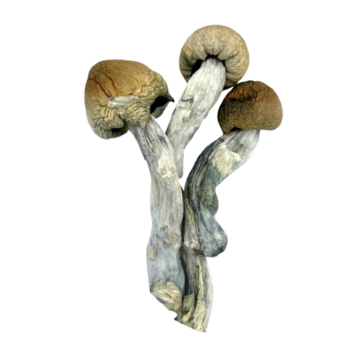 Texas Yellow Cap Magic Mushrooms (Texas Yellow Cap)