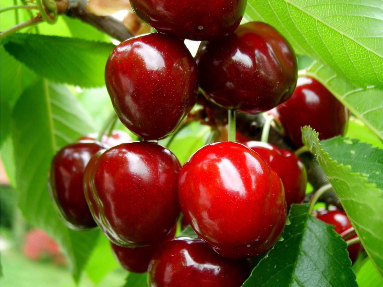 Cherry eLiquid