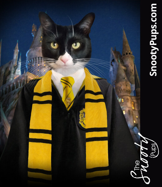 Wizard Cat Portrait