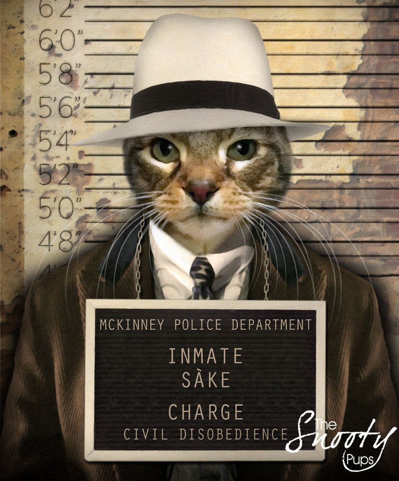 Mobster Cat Portrait