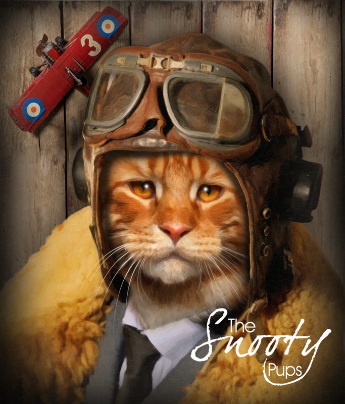 Pilot Cat Portrait