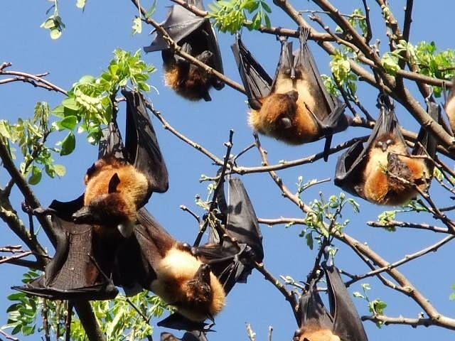 Lunugamvehera Nationalpark   ruhig, weitläufig, authentisch ab/bis Hambantota