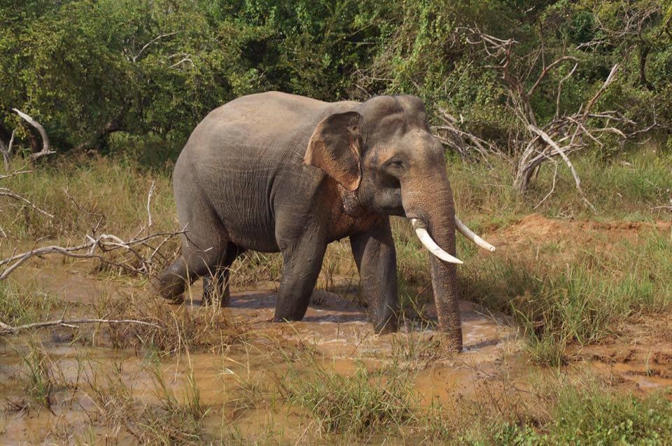 Lunugamvehera Nationalpark   ruhig, weitläufig, authentisch ab/bis Hambantota