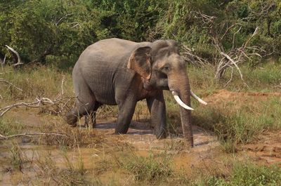 Lunugamvehera Nationalpark   ruhig, weitläufig, authentisch ab/bis Hambantota