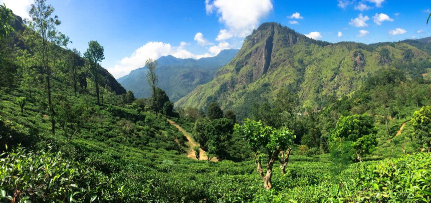 Ella – Magie der Berge & Teeplantagen ab/bis Hambantota