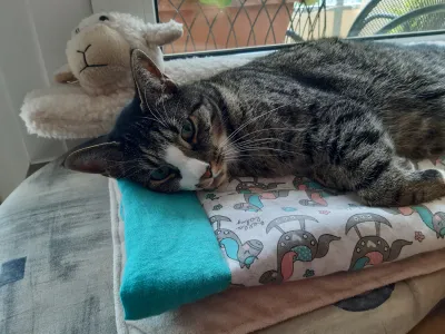 Camping mit Haustieren