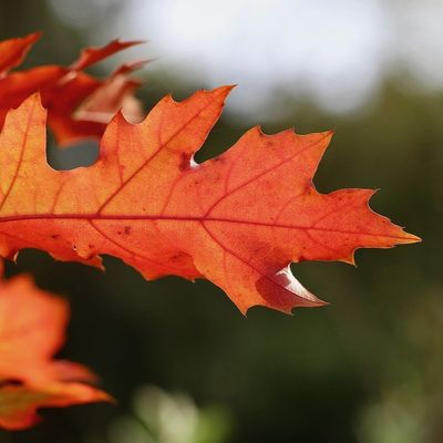 Herbst – warm &amp; erdig