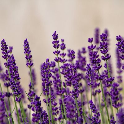 Sommer – frei &amp; leicht