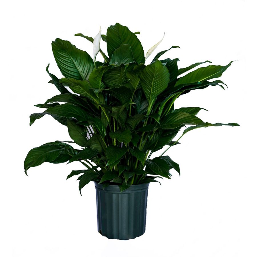 4&quot;, 6&quot;, or 8&quot; Peace Lily