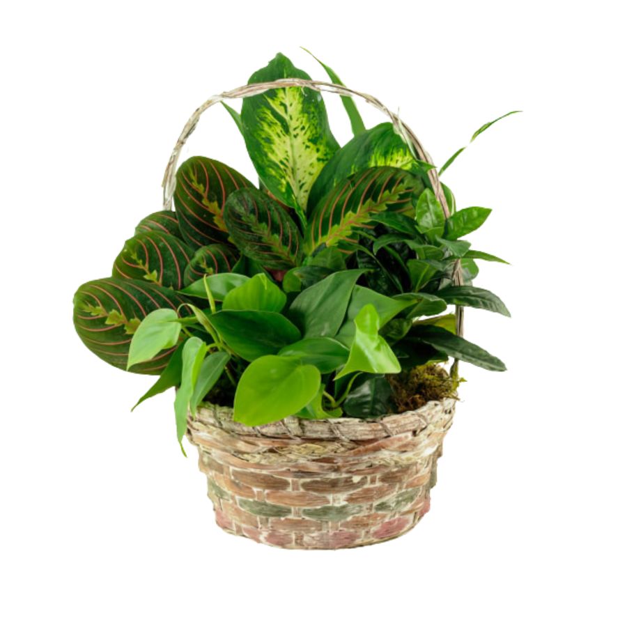 Sympathy Container Garden, 6&quot;, 8&quot;, 10&quot;