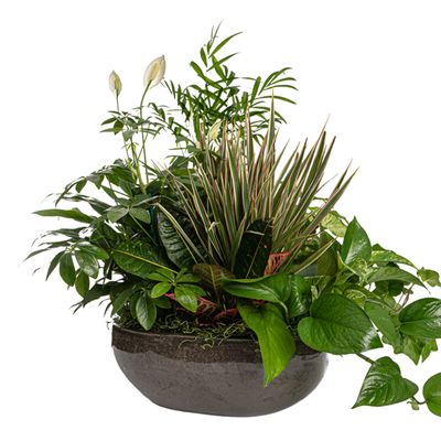 Sympathy Plants &amp; Container Gardens