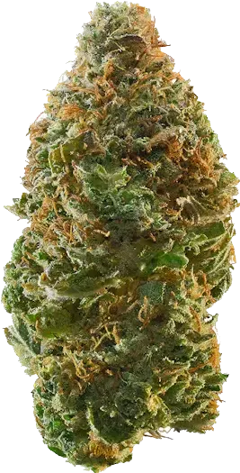Apple Jax - Sativa