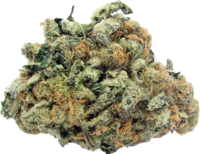 Girl Scout Cookies - Indica Hybrid