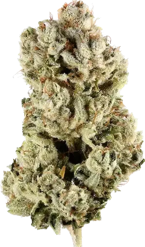 Gorilla Glue