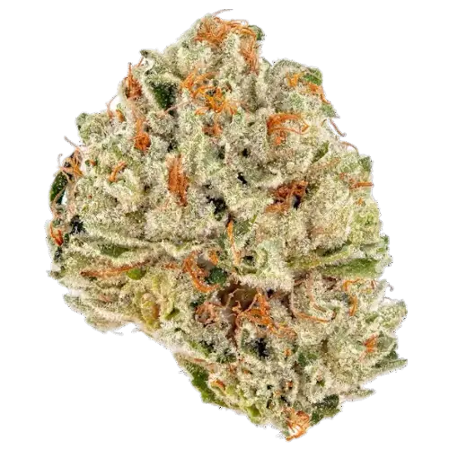 CANDY 🍭 GELATO 🍧