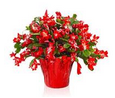 Holiday Fundraiser- Christmas Cactus