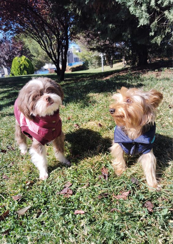 Chaqueta Exclusiva Koffee