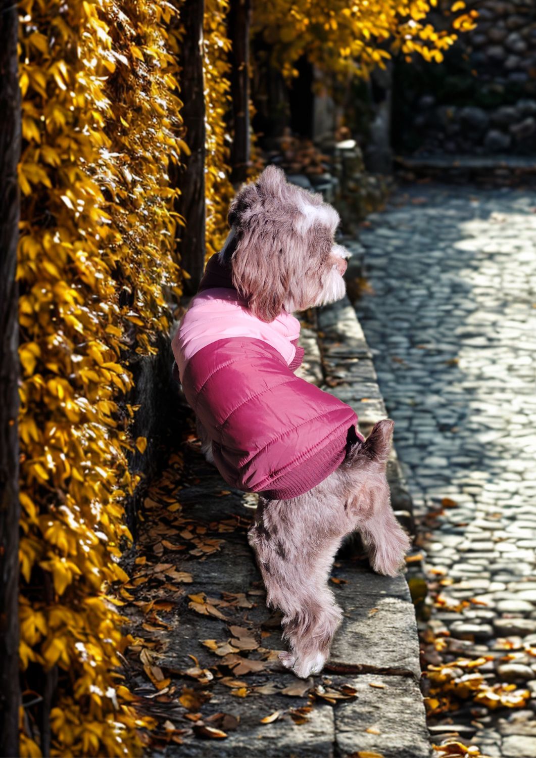 Chaqueta bicolor granate rose