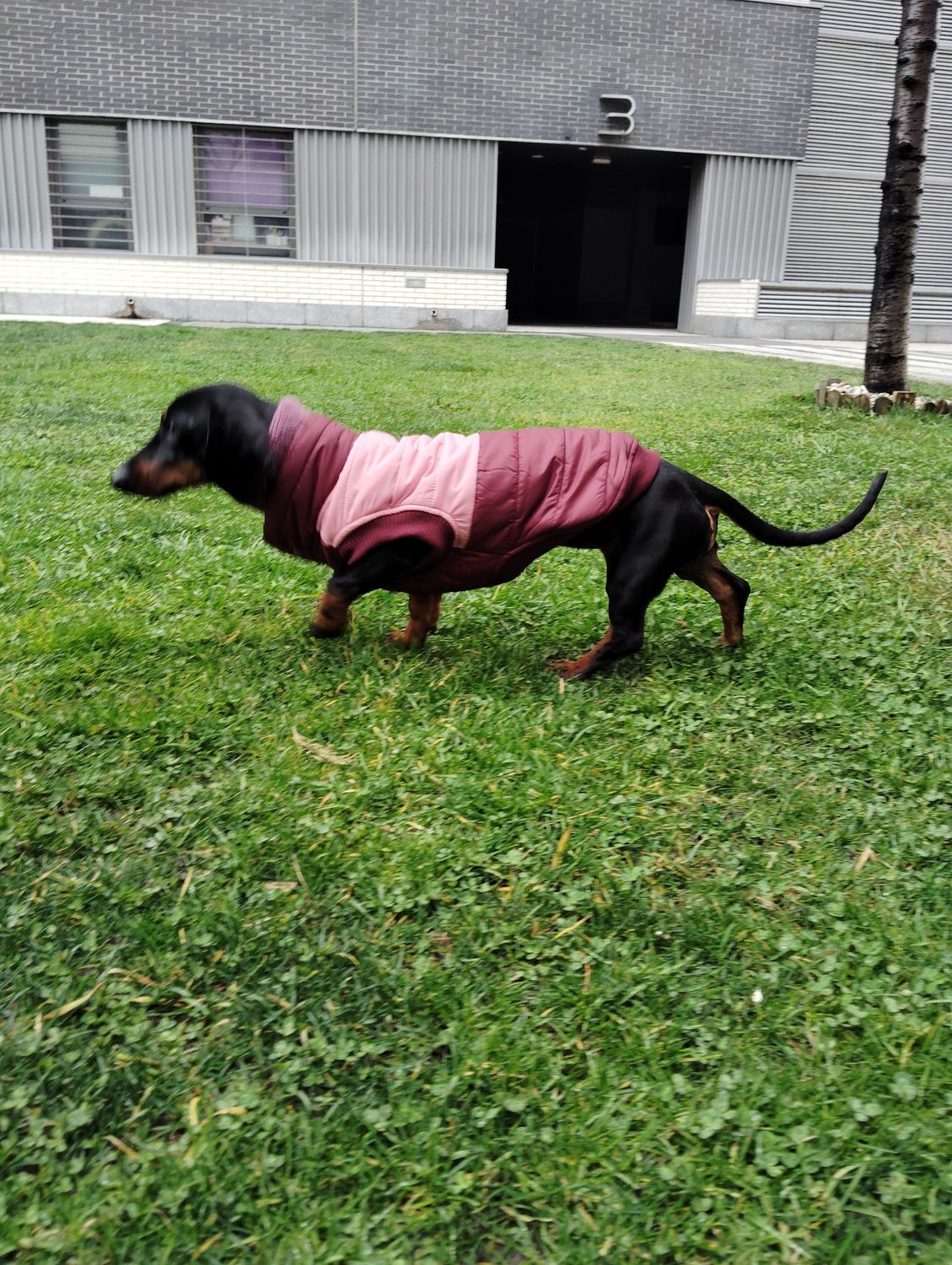 Chaqueta bicolor granate rose