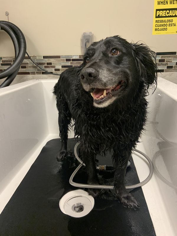 Dog Spa Visit