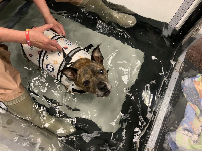 Rehab/Hydrotherapy Initial Visit Including Evaluation