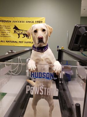 Canine Rehab &amp; Fitness