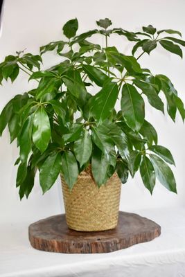 Green Plant