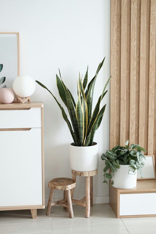 Indoor Plants and Planters