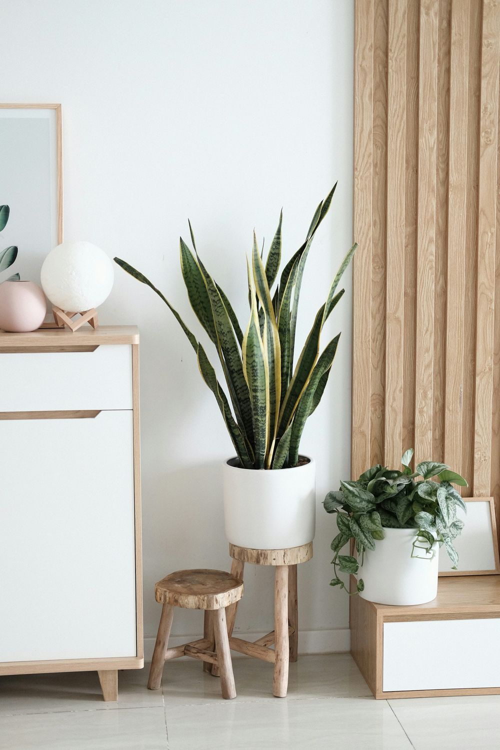 Indoor Plant