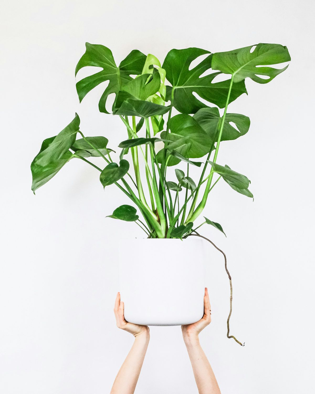 Indoor Plant_2