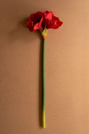 Artificial Amaryllis Stem