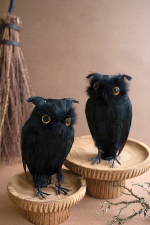 Owl with Black Feathers