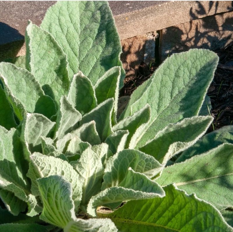 Mullein 2 oz