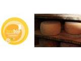 BREBIO Pecorino Fresco - Cobios 2.8 kg.
