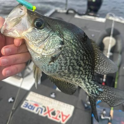 Panfish Baits Lake Talquin