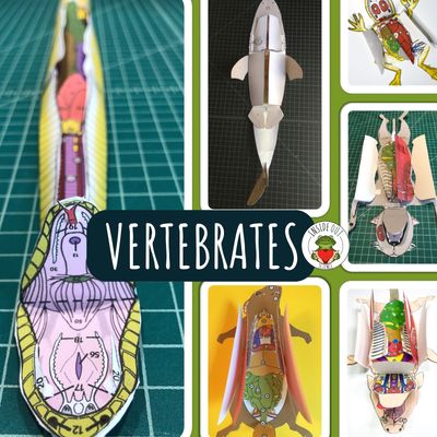Vertebrate Models