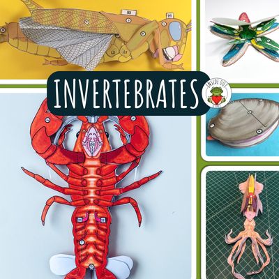 Invertebrate Models