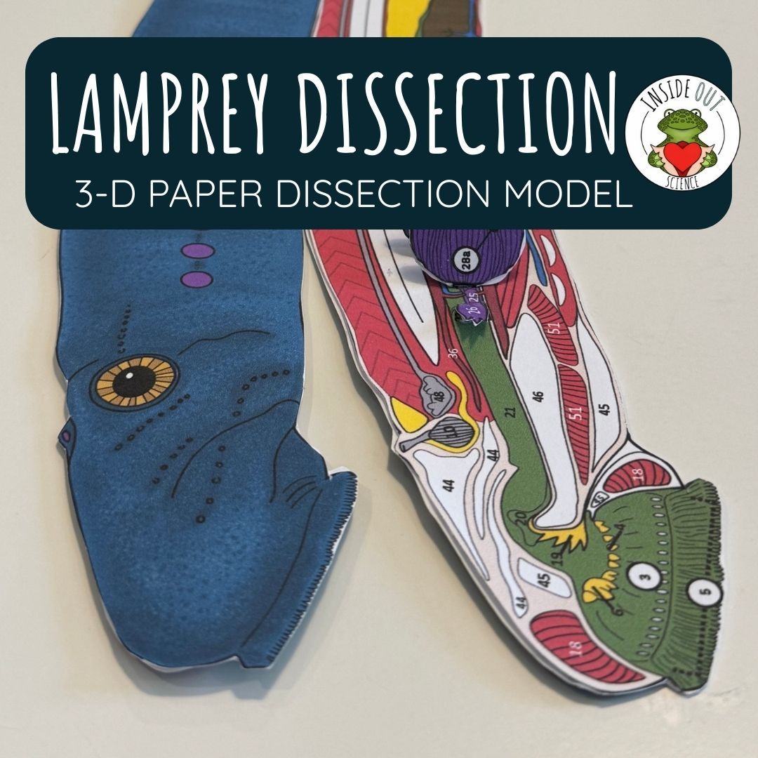 Lamprey Dissection Zoology | Biology 3-D Anatomy Paper Dissection Model & Lesson