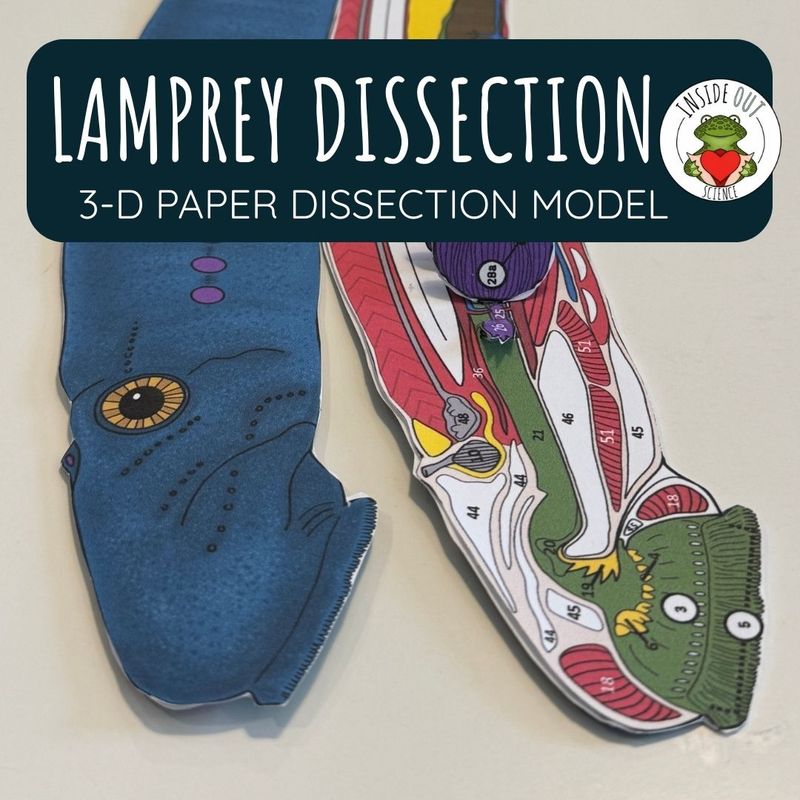 Lamprey Dissection Zoology | Biology 3-D Anatomy Paper Dissection Model & Lesson