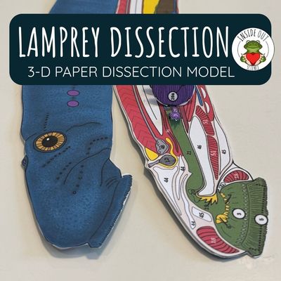 Lamprey Dissection Zoology | Biology 3-D Anatomy Paper Dissection Model & Lesson Lamprey Dissection Zoology | Biology 3-D Anatomy Paper Dissection Model & Lesson