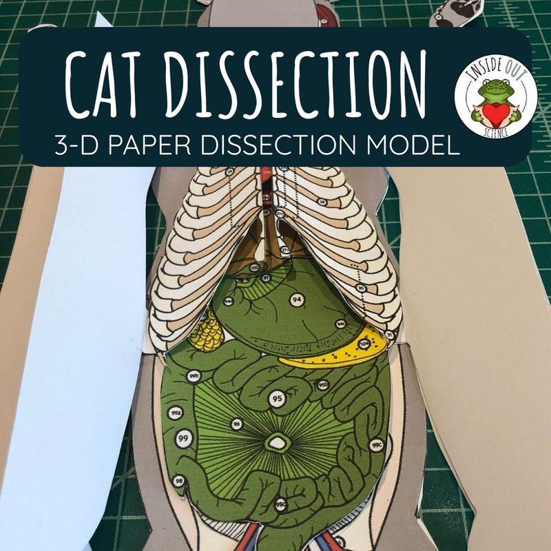 Cat Dissection Zoology | Biology 3-D Anatomy Paper Dissection Model & Lesson