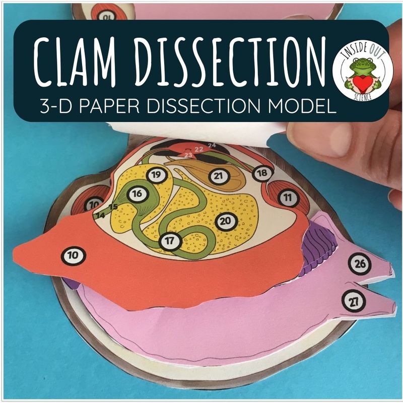 Clam Dissection Zoology | Biology 3-D Anatomy Paper Dissection Model & Lesson