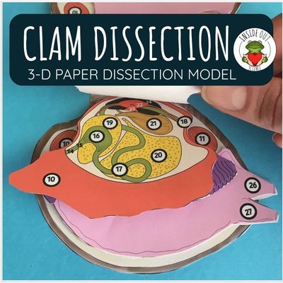Clam Dissection Zoology | Biology 3-D Anatomy Paper Dissection Model & Lesson Clam Dissection Zoology | Biology 3-D Anatomy Paper Dissection Model & Lesson