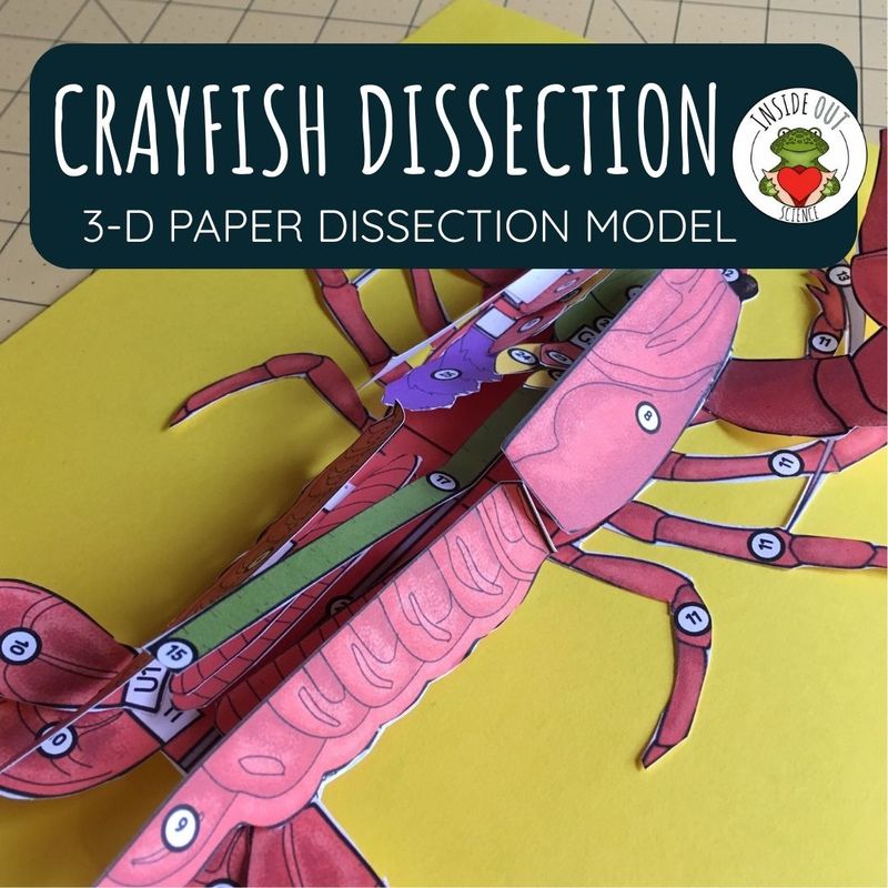 Crayfish Dissection Zoology | Biology 3-D Anatomy Paper Dissection Model & Lesson